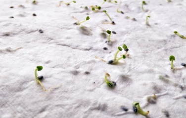 Logo trade promotional giveaways image of: A5 wildflower seed paper sheet