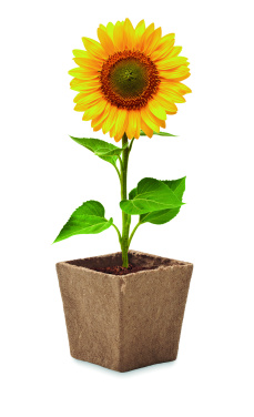 Logotrade promotional merchandise picture of: Sunflower growing kit
