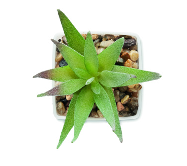Logo trade promotional products picture of: Mini artificial plant