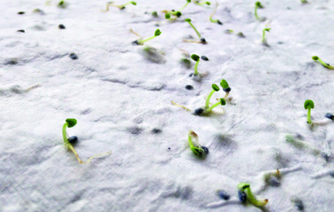 Logo trade advertising products picture of: Wildflower seed business card.